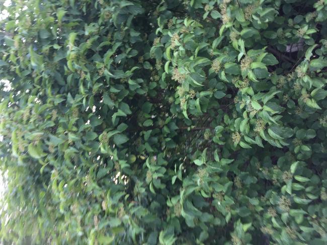 IMG670272011497731737.JPG