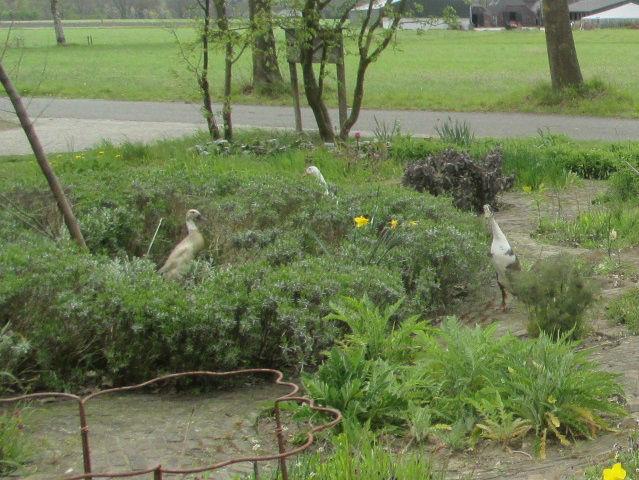 IMG9553-254181493466488.jpg
