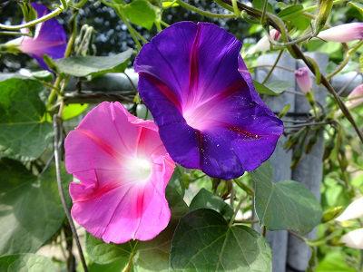 Ipomoea-purpurea-paars-roze81251439829448.jpg