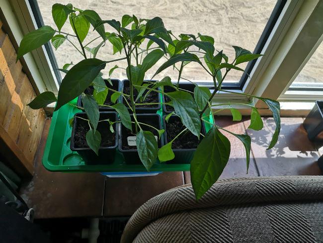 Jalapeno67101558756611.jpg