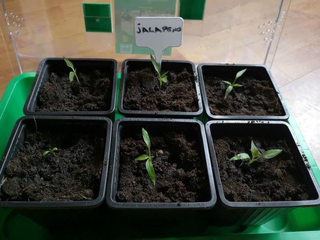Jalapeno89421554621586.jpg