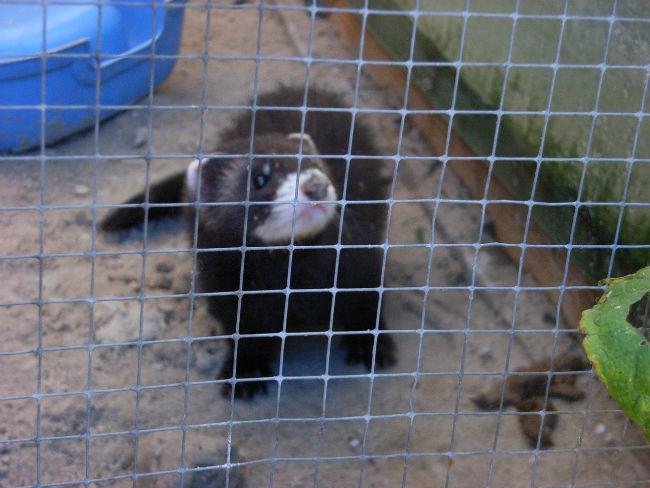 Jonge-bunzing-865041386284592.JPG