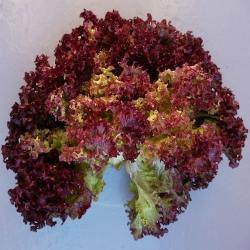 KRULSLA-Lollo-Rosso40131457890642.jpg