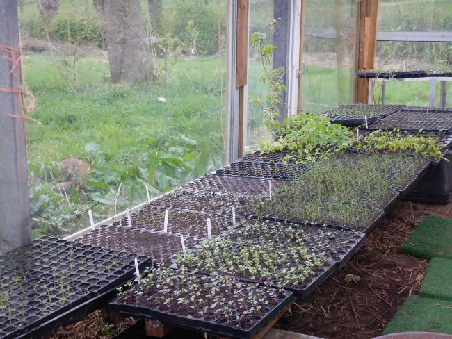 Kiemplantjes63941491423950.JPG