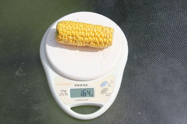 Kolf354121565780096.jpg