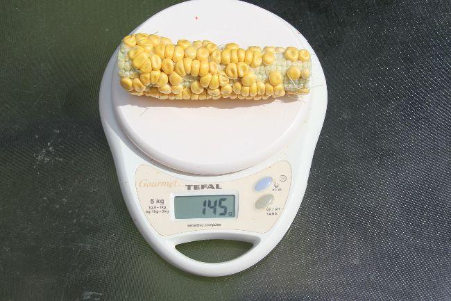 Kolf436951565780106.jpg