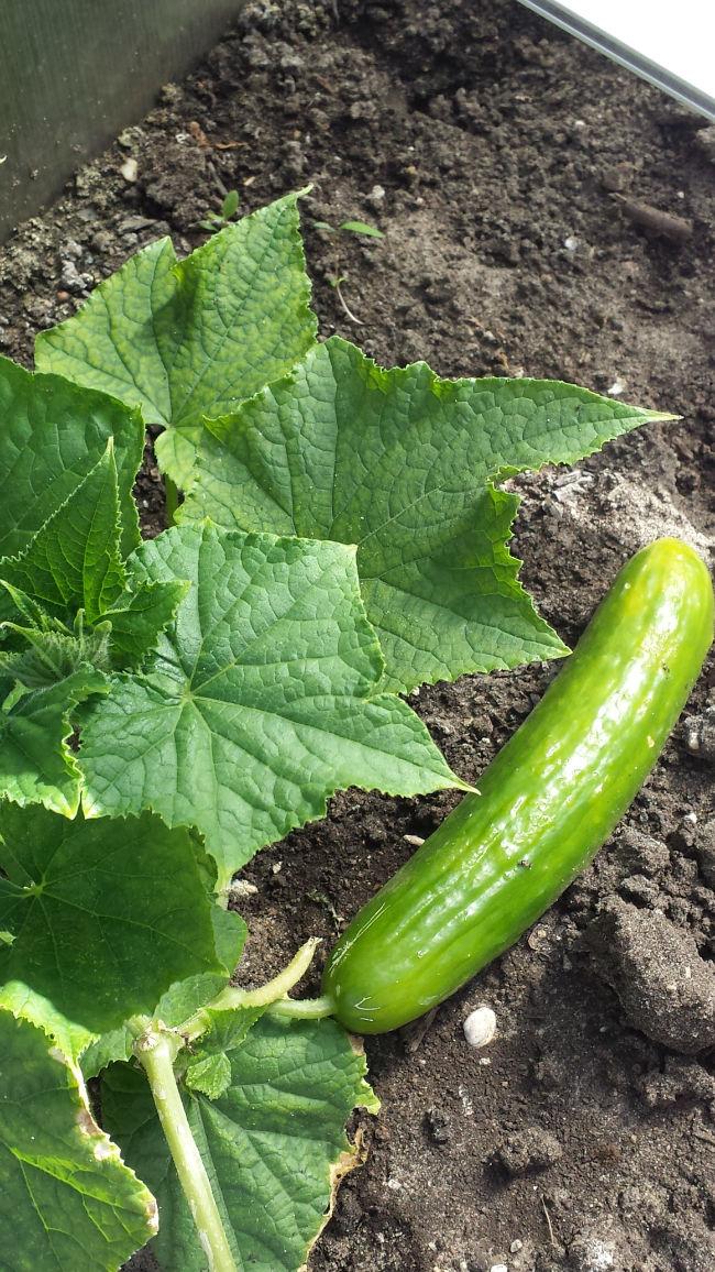 Komkommer-Tanja46601435684811.jpg