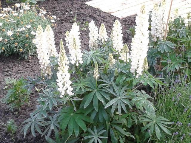 Lupine86271401478349.jpg