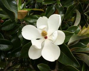 Magnoliagrandiflora-flower1-300x24033501412956484.jpg