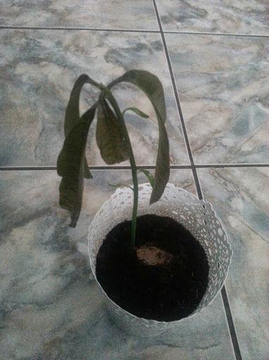 Mangoplantje83231401381860.jpg