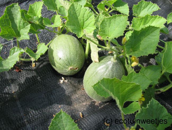MeloenEigenkweekOnrijp201449101407949206.jpg