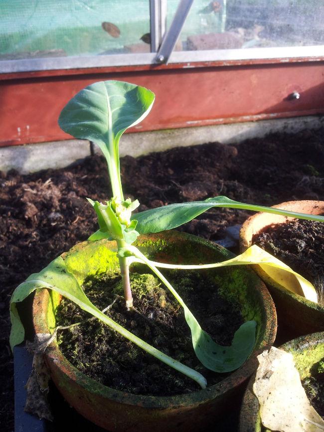 Moestuin-14dec14--00736021418559574.jpg
