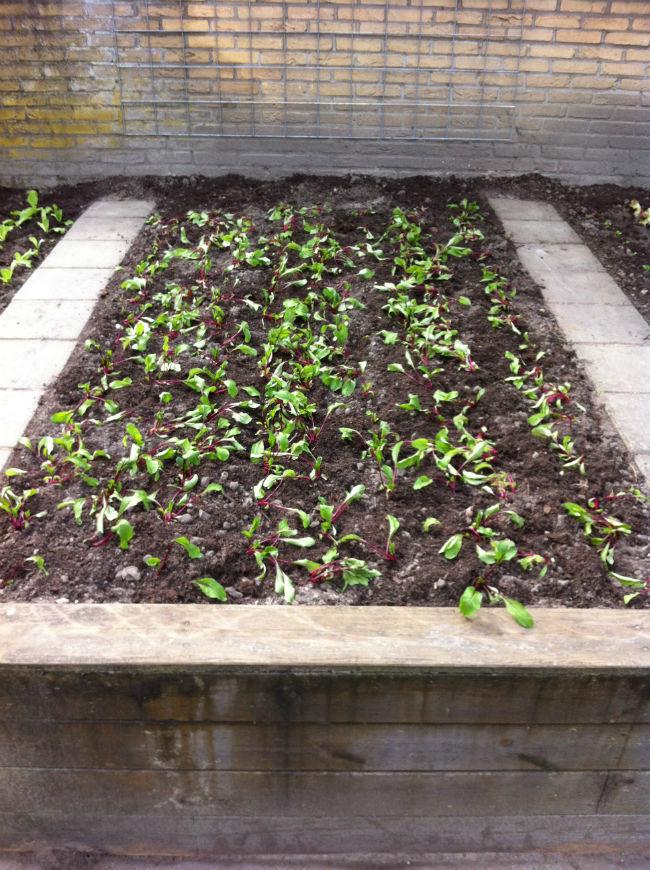 Moestuin-243771397388296.jpg