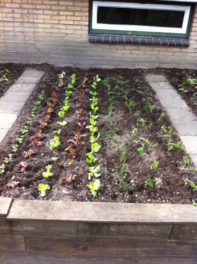 Moestuin-317101397388300.jpg
