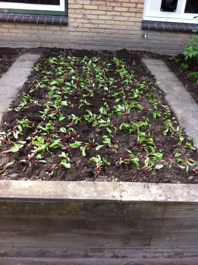 Moestuin-495771397388303.jpg