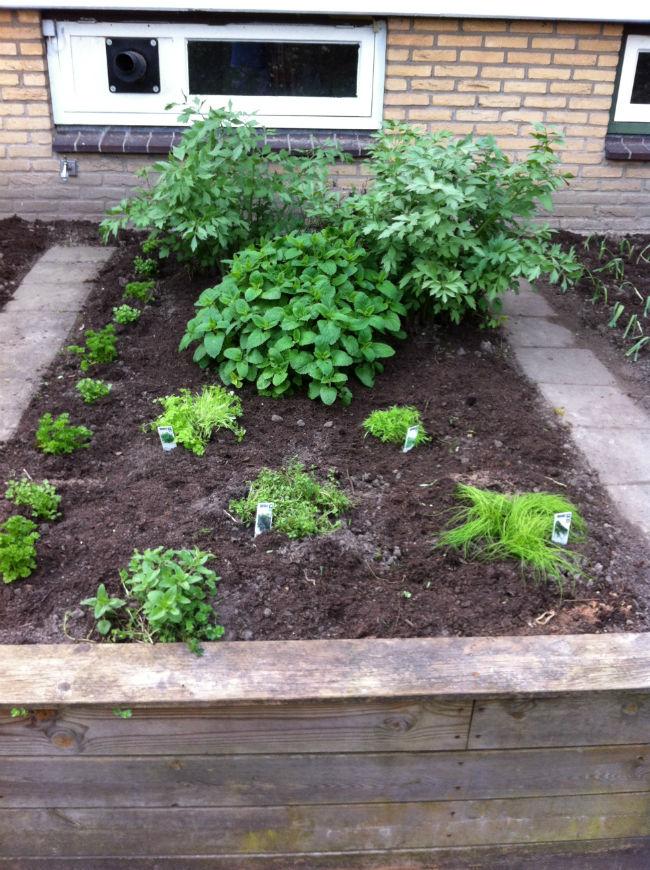 Moestuin-578691397388307.jpg