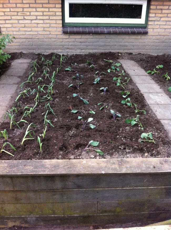 Moestuin-680561397388283.jpg