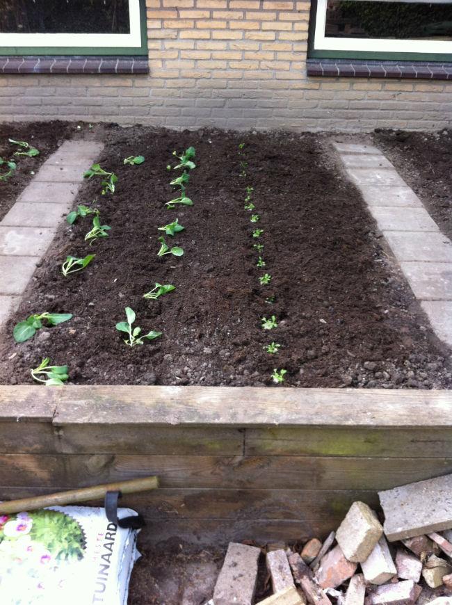 Moestuin-756231397388288.jpg
