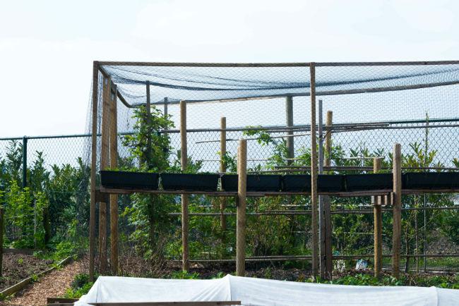 Moestuin-Forum-650797061492352341.jpg