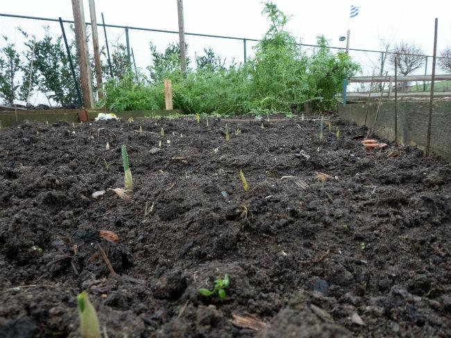 Moestuinforum-100016878361546271278.jpg