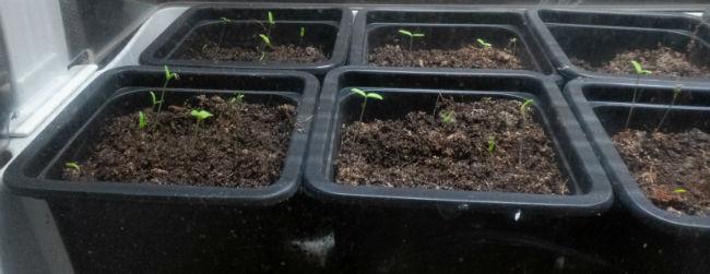 Moestuinforum-101078727951549635101.jpg