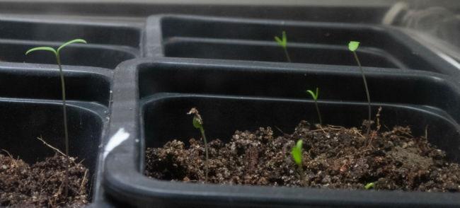Moestuinforum-101078820021549635092.jpg