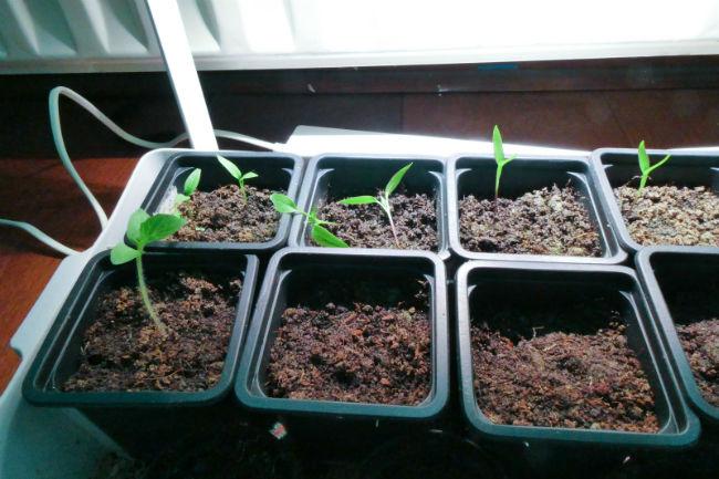 Moestuinforum-104049980981551086070.jpg