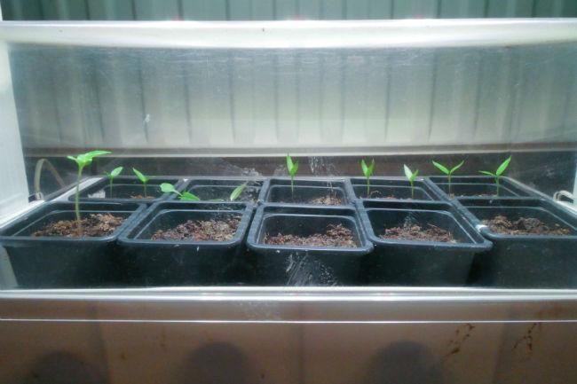 Moestuinforum-104050084891551086077.jpg