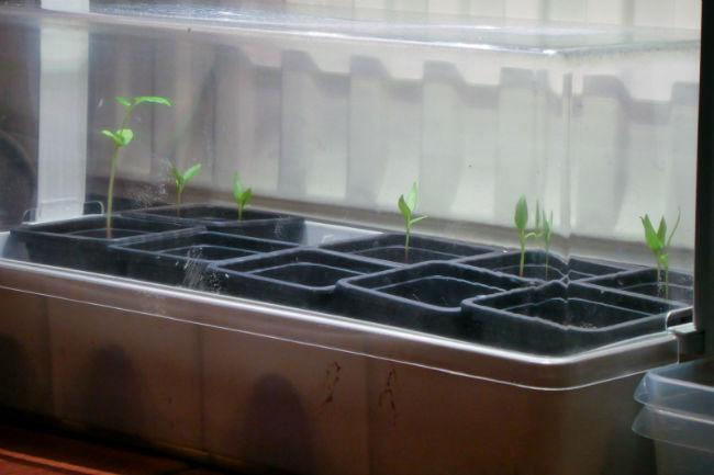 Moestuinforum-104051115221551899576.jpg