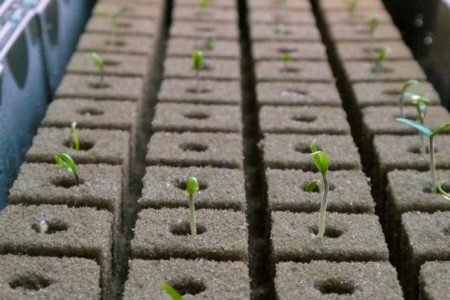 Moestuinforum-104051354261551899606.jpg