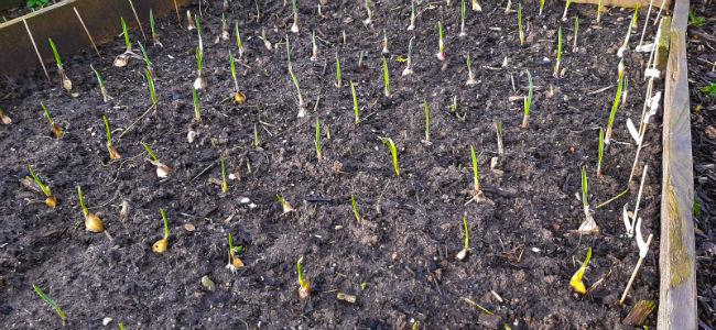 Moestuinforum-12031775181577651161.jpg