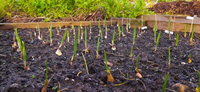 Moestuinforum-12033222381577651166.jpg