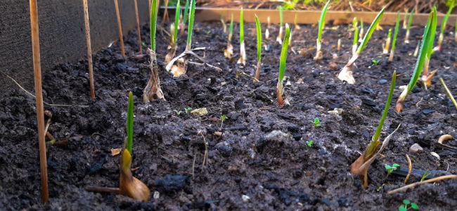 Moestuinforum-12033987341577651170.jpg