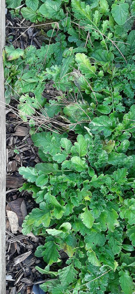 Moestuinforum-15334522071575406163.jpg