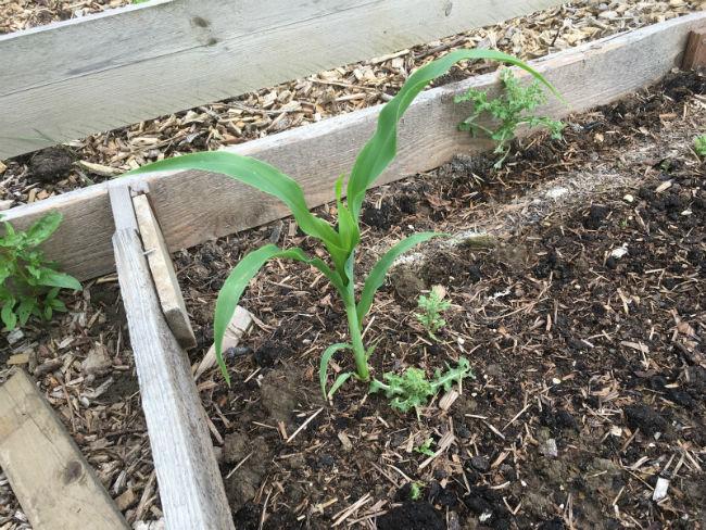 Moestuinforum-592796781560969402.jpg