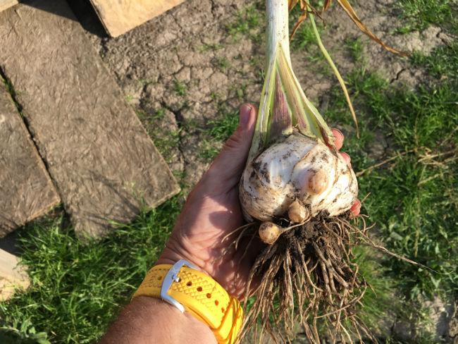 Moestuinforum-600974341562739963.jpg