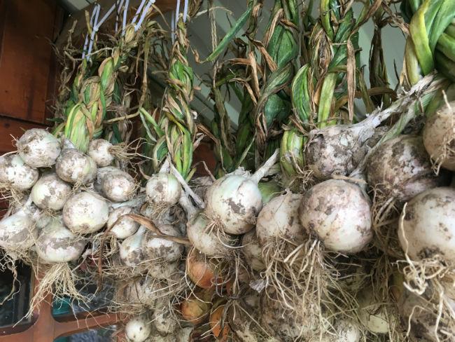Moestuinforum-609029961565115685.jpg