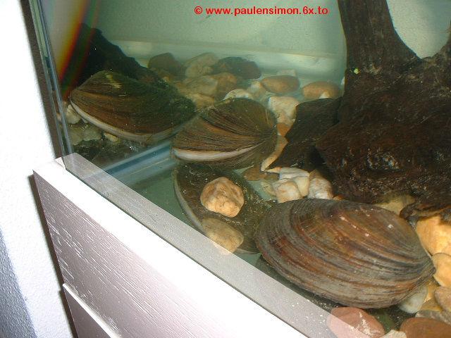 Mossels59301492707990.jpg