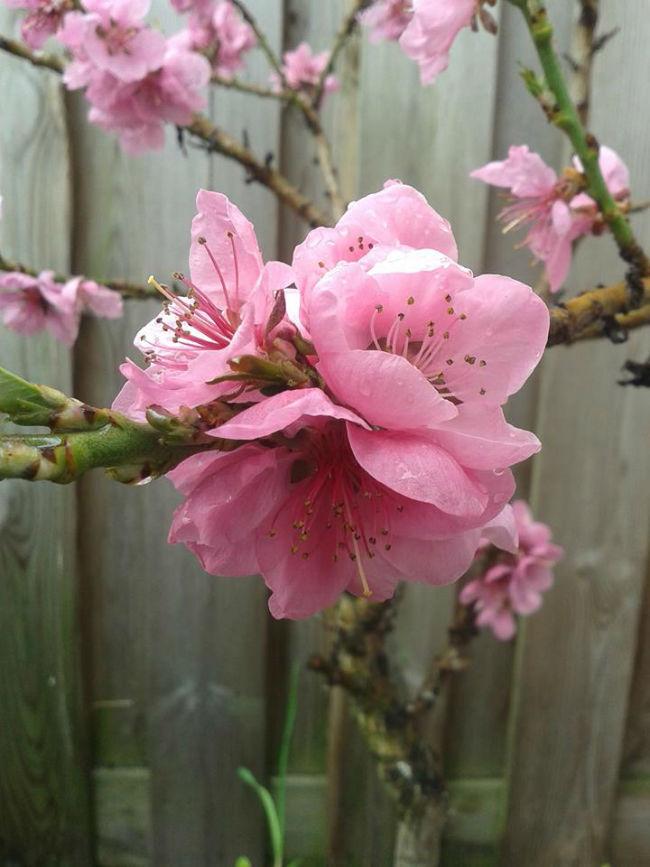 Nectarine60541396009674.jpg