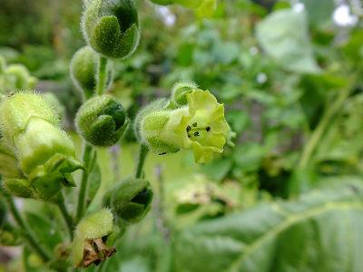 Nicotiana-Wild-Aztec-Tabacco41011465566646.jpg