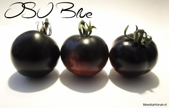 OSUBlue164441384009666.PNG