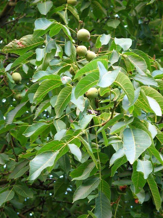 Okkernoot-Walnoot-Juglans-regia70681556865336.jpg