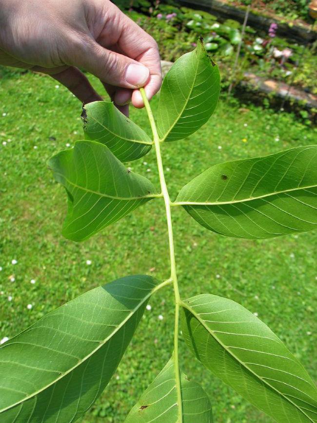 OkkernootWalnootJuglansregia61581444338327.jpg