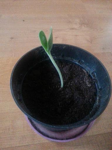 Onbekende-plant82031401382108.jpg