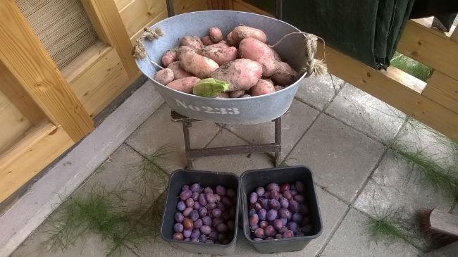 Onze-oogst48931408320506.jpg