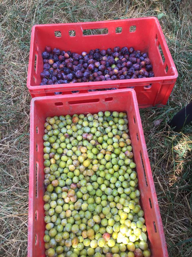 Oogst-pruimen134681537420202.jpg