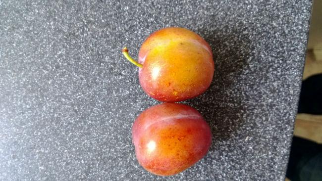 Opal-zonder-waslaag52971376734850.jpg