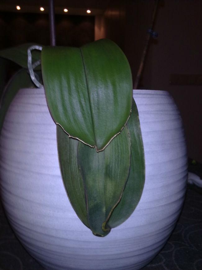 Orchidee-00296411386937299.jpg