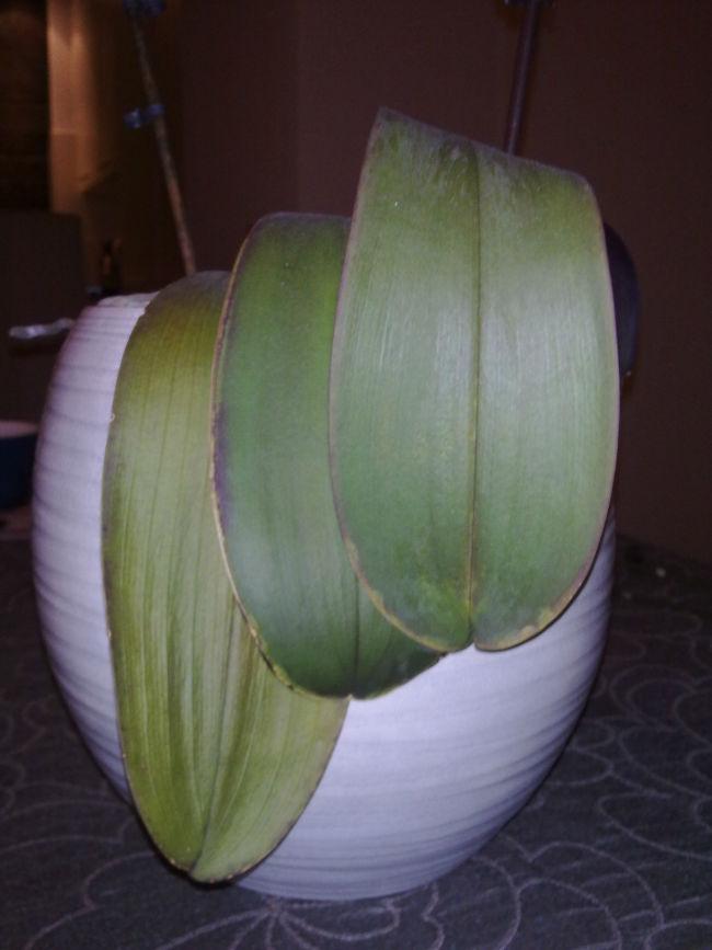Orcidee-00388041386937271.jpg