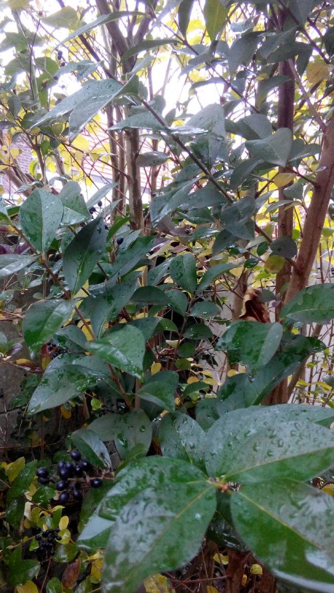 PHOTO2016111313073229321479115215.jpg
